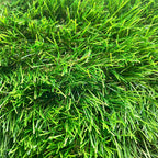 Pasto Sintético
